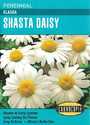 Alaska Shasta Daisy Seeds