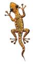 11-Inch Amber Gecko Decor 