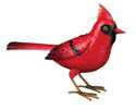 Cardinal Songbird Decor