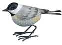 Chickadee Songbird Decor