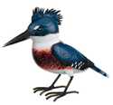 Kingfisher Songbird Decor