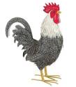 15 X 20 -1/2 -Inch Height Murray Rooster Decor