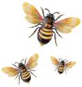 13.75 x .75 x 8.25-Inch Luster Bee Wall Decor Set Of 3