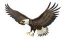 Eagle Wall Decor