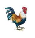 Golden Duckwing Rooster Decor Medium 15.25 X 14-Inch Height