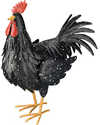 Large Black Rooster