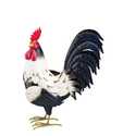 14-Inch Black And White Rooster Decor