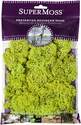 Reindeer Moss Preserved, Chartreuse, 2-Ounce