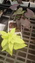 Sweet Potato Vine