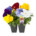 4-Pack Annual Bedding Plants
