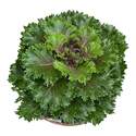 8-Inch Assorted Kale And Cabbage
