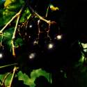 Southern Jewel Muscadine Grape 3Dp