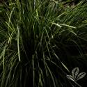 Platinum Beauty Lomandra #1