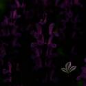Rose Marvel Meadow Sage 1Dp