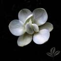 Little Gem Magnolia #15