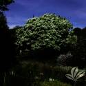 Chinese Fringe Tree #5