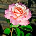#3 Belinda's Blush Rose