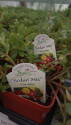 4-Inch Purslane