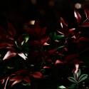 Obsession Nandina #3