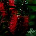 Woodlanders Hardy Bottlebrush #5