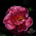 Ack-Scent Camellia #3