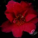 Shishi Gashira Camellia #3