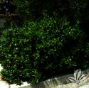 Sandankwa Viburnum #5