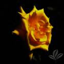 Grandmas Yellow Rose #3