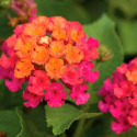 Cherry Sunrise Lantana