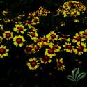 Uptick Yellow And Red Coreopsis #1