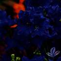 Diamonds Blue Delphinium #2
