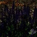 May Night Salvia #2