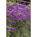 Salvia Santa Barbara Mexican Bush Sage #3