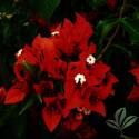 Flame Red Bougainvillea Bush #1