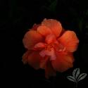 Tangerine Dream Hibiscus 1Gp