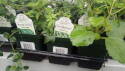 4-Inch Greenery