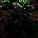 Pugster Periwinkle Butterfly Bush 2dp
