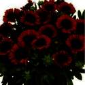 Spintop Red Starburst Blanket Flower 2Gp