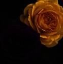 Ebb Tide Julia Child Tree Rose #5