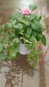 1-Gallon Annual Mix