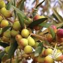 Arbequina Olive #5