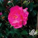 Rose Of Autumn Camellia #1