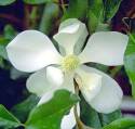 Bracken's Brown Beauty Magnolia #7