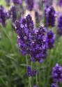 Blue Spear Lavender 1Dp