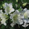 Bloom-A-Thon White Azalea #3