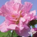 Hardy Pink Confederate Rose Hibiscus #3