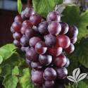 Champanel Grape Ladder #2