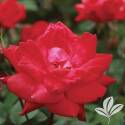 8-Inch Double Knock Out Rose