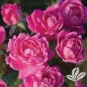 Pink Double Knock Out Rose #3