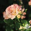 Peach Drift Rose #2